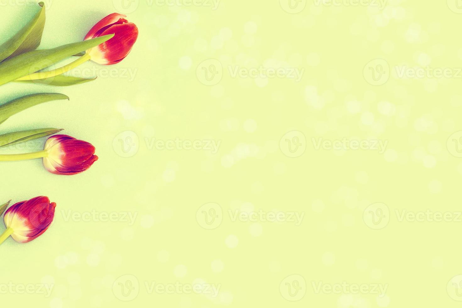 Bright and colorful flowers tulips photo