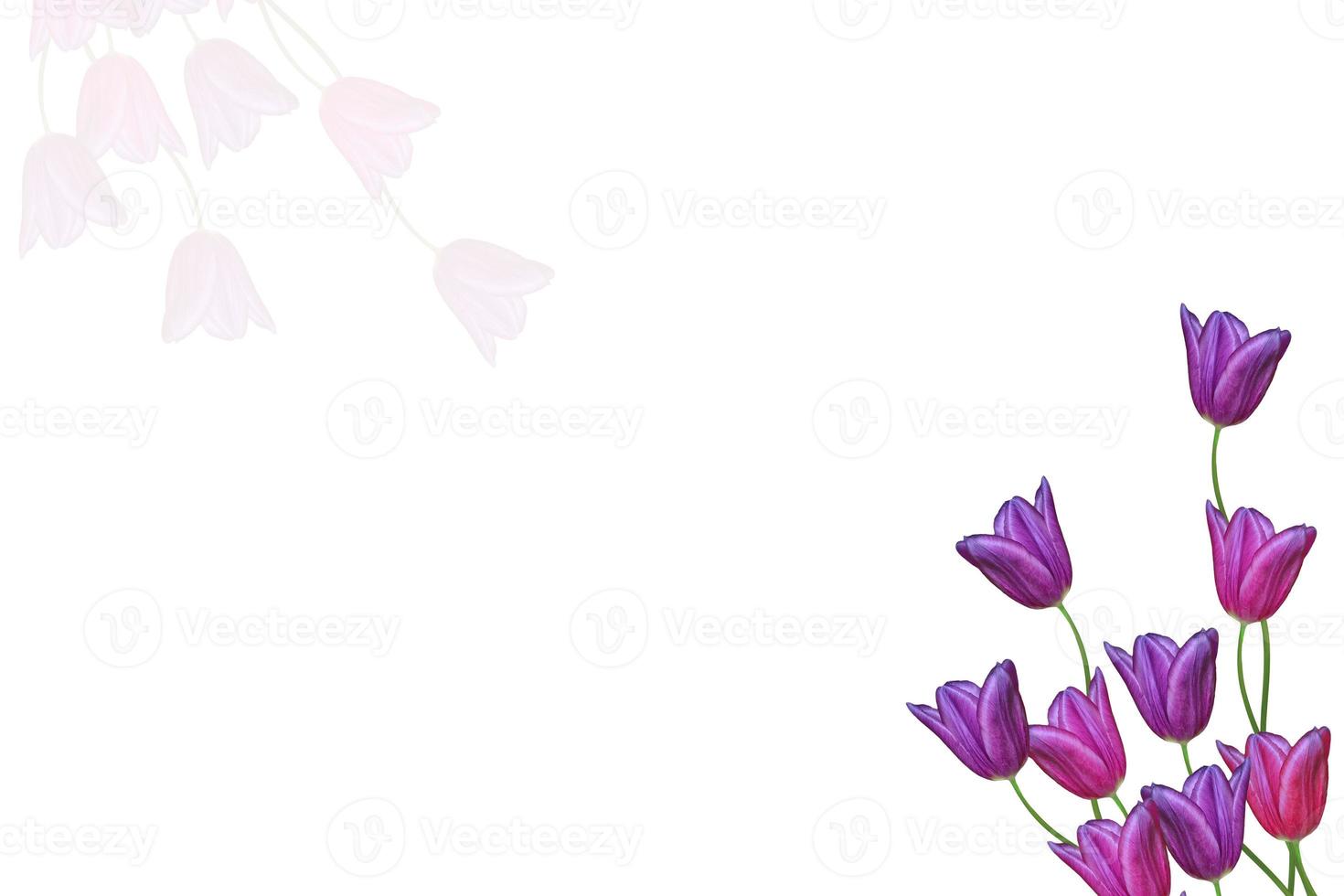 spring flowers tulips photo