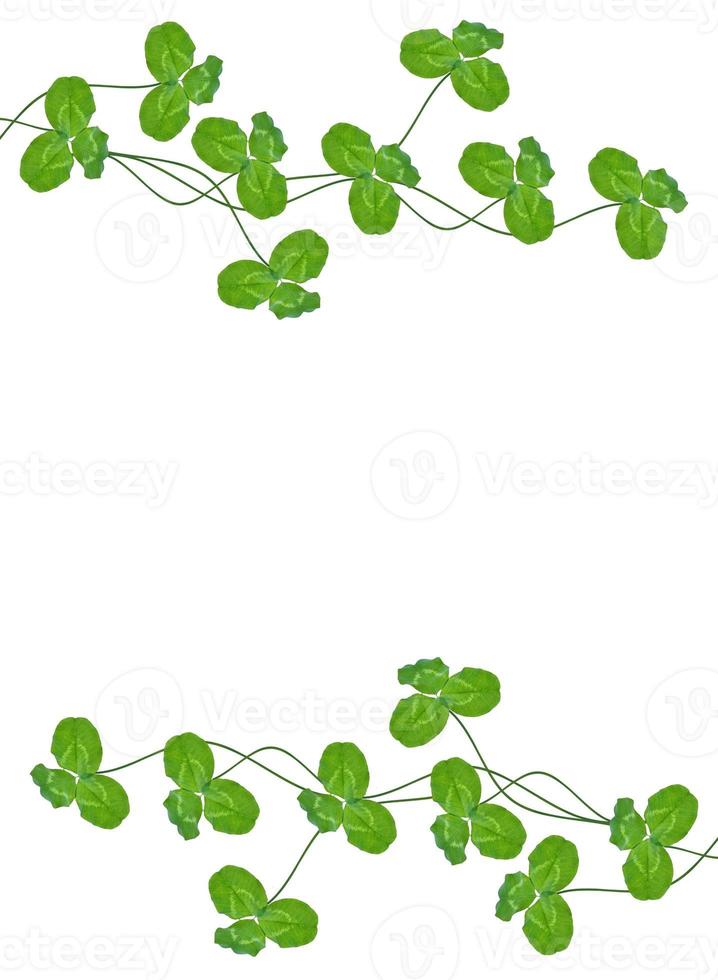 green clover leaves isolated on white background. St.Patrick 's Day photo