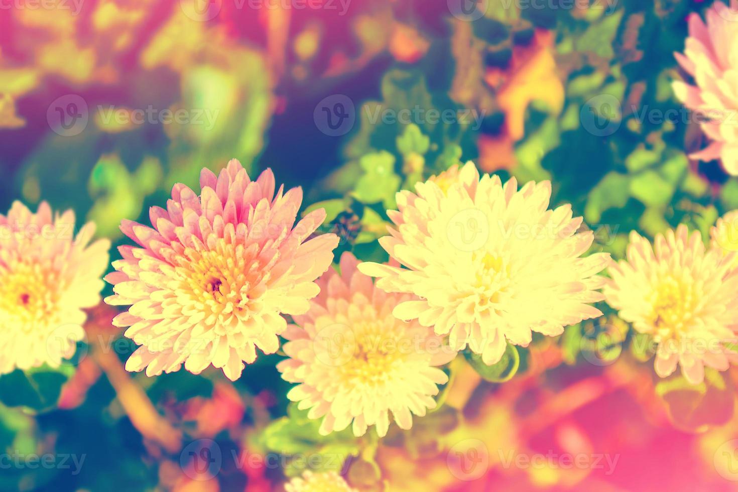 Colorful chrysanthemum flowers on a background of the autumn landscape photo
