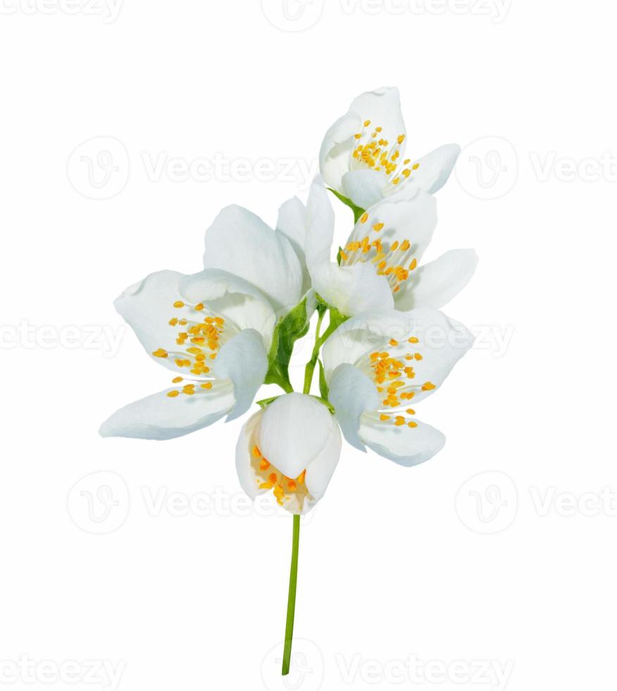 rama de flores de jazmín aislado sobre fondo blanco. foto