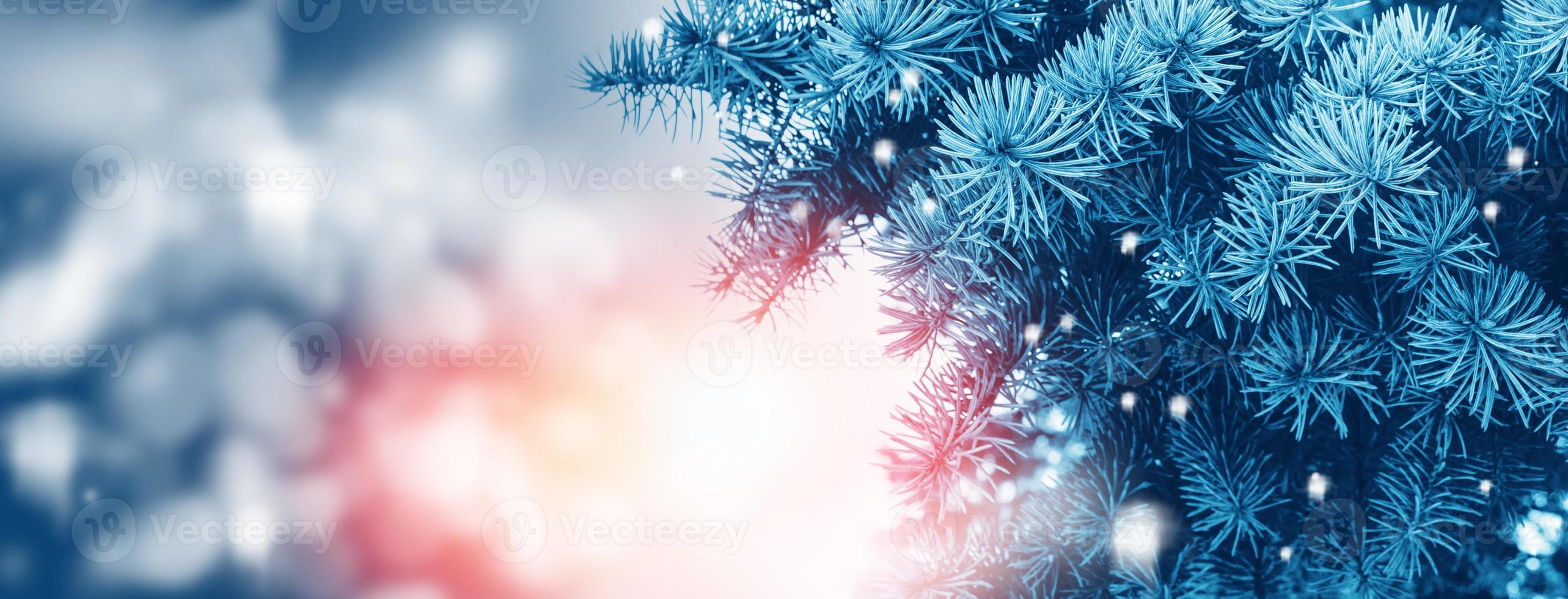 Frozen winter forest with snow covered trees. photo