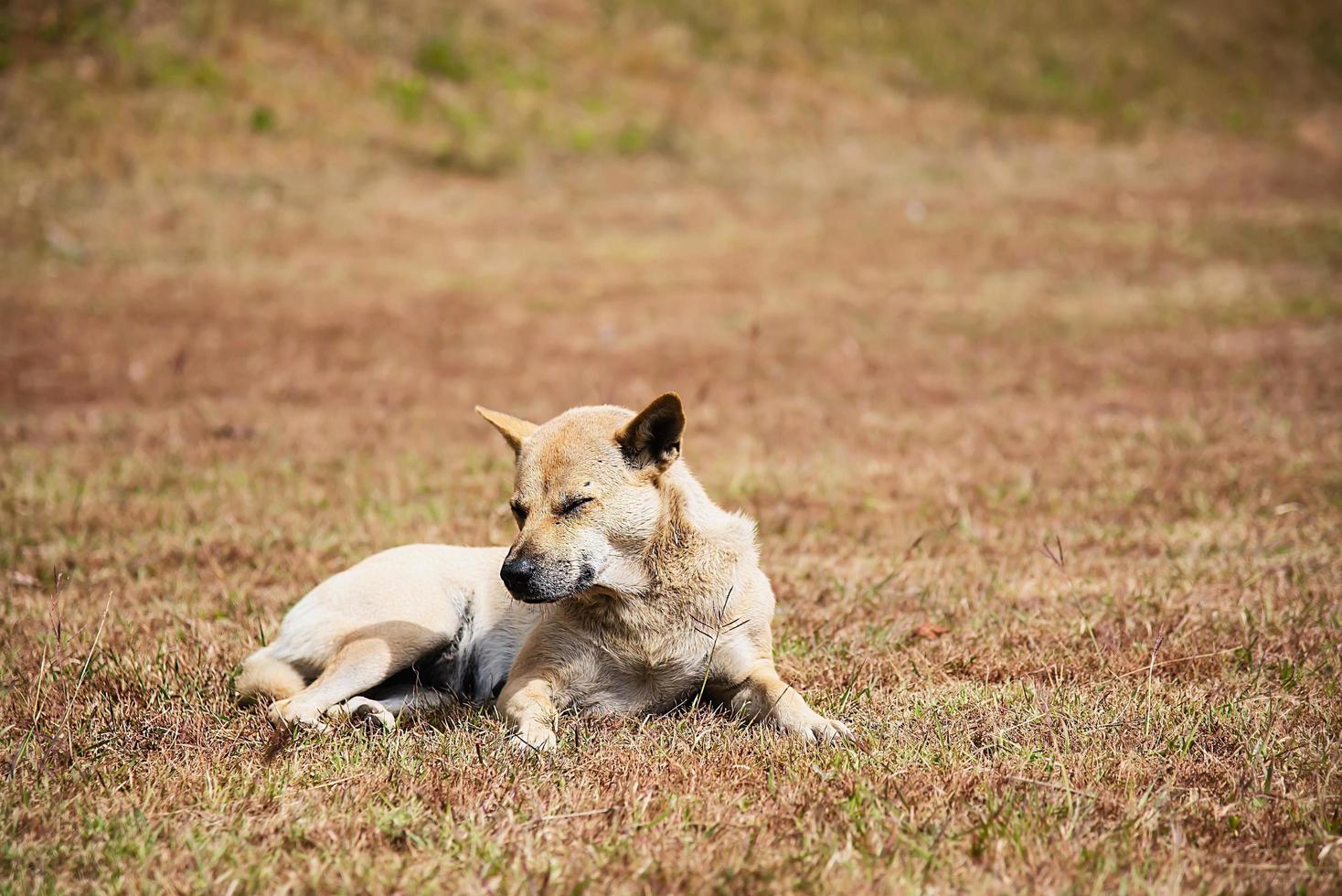 Local Thai dog sleepy sitting on the grass field photo