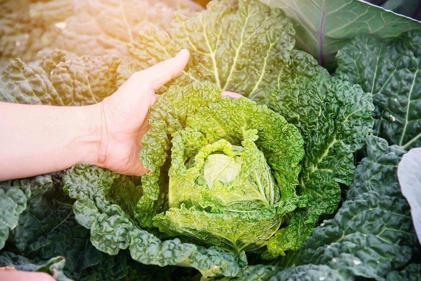 Man in savoy cabbage garden in Chiangmai Thailand photo