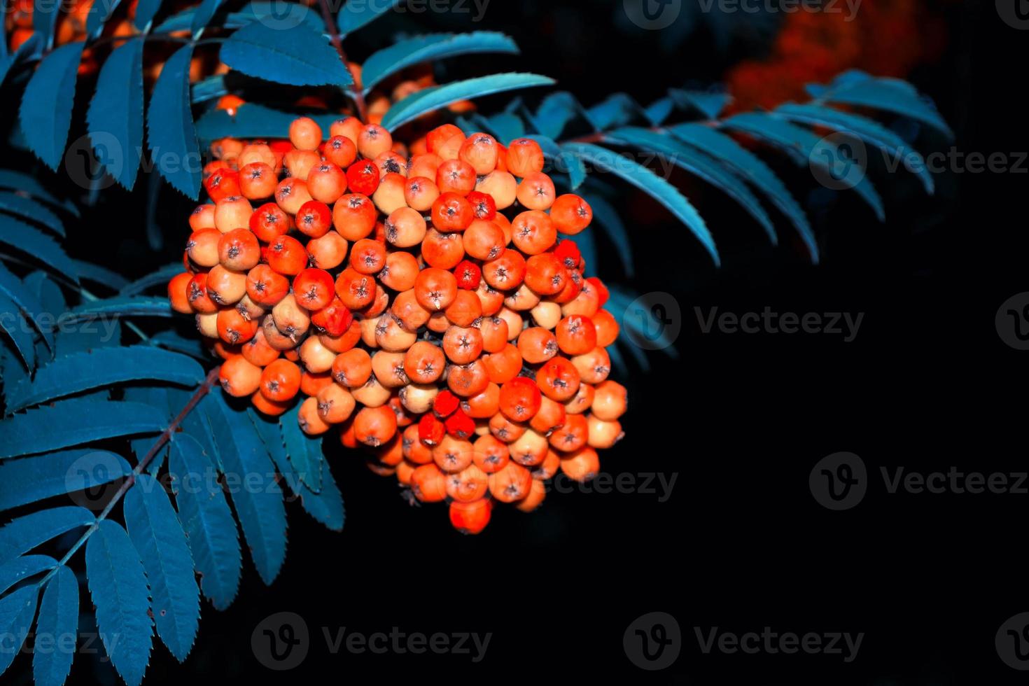 Bunches of red rowan berries. nature photo