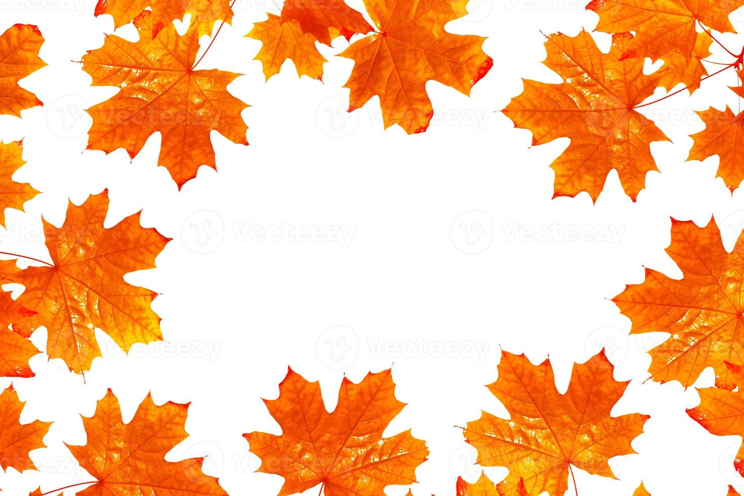 Bright colorful autumn leaves photo