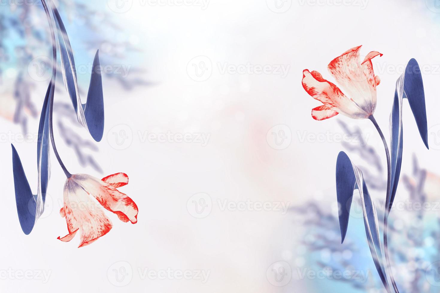 Bright colorful spring flowers photo