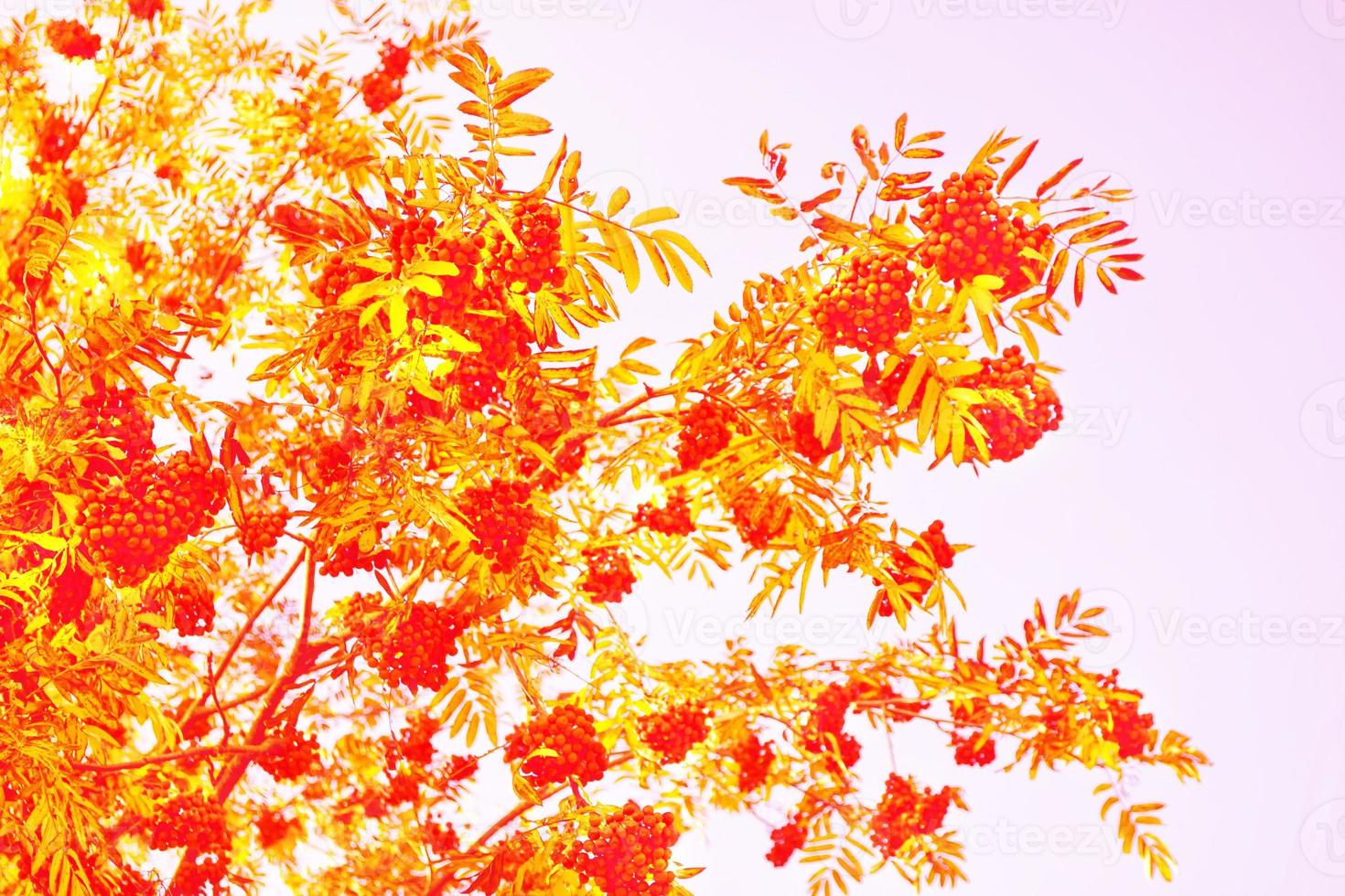 Rowan berries, Sorbus aucuparia, tree mountain ash. photo