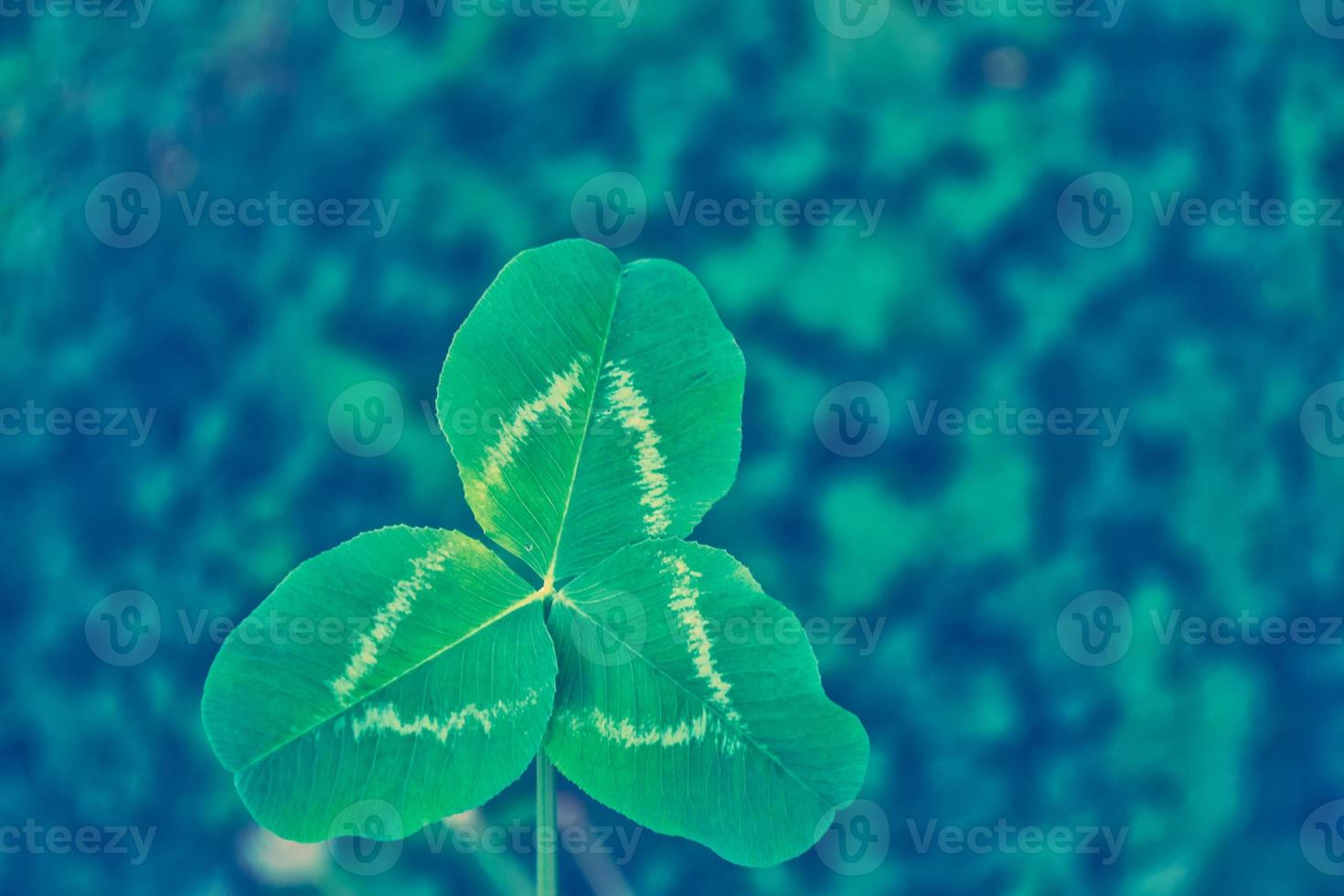 Green clover leaves on a background summer landscape photo