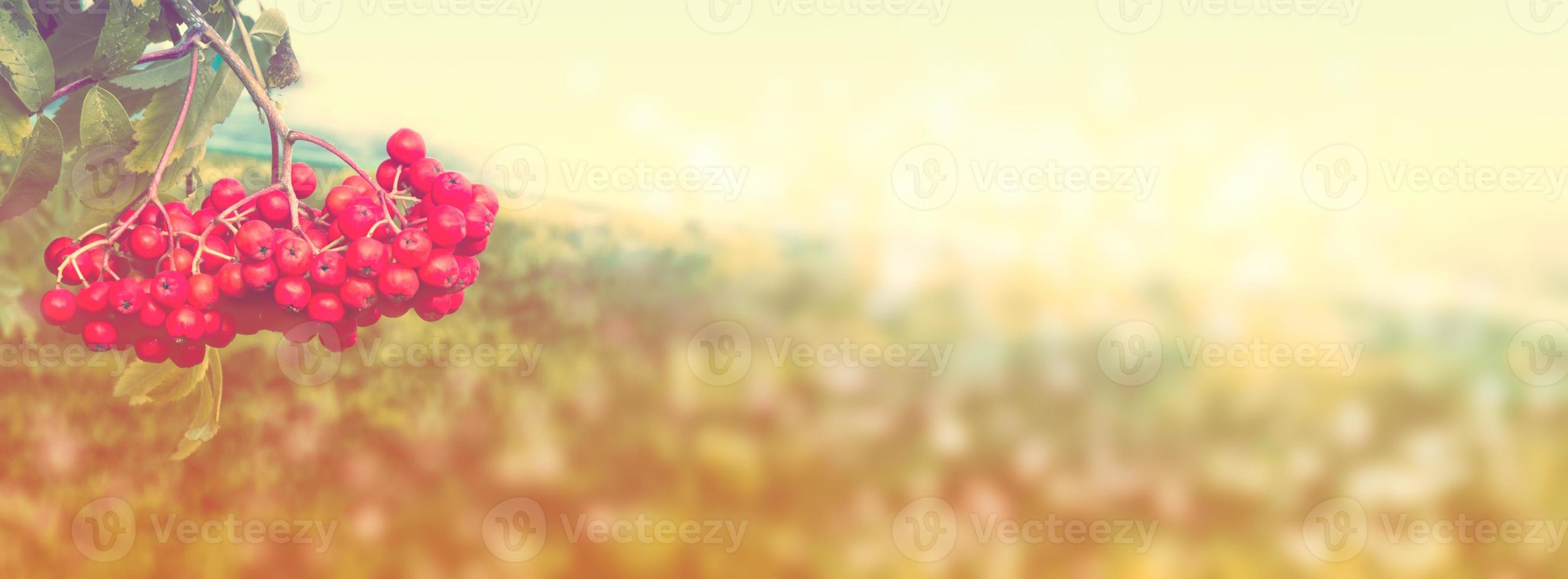 Rowan berries, Sorbus aucuparia, tree mountain ash. photo