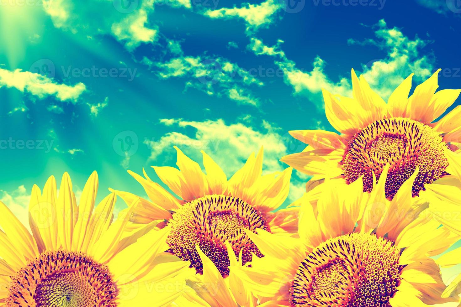 Beautiful sunflower field in summer. yellow flowers photo