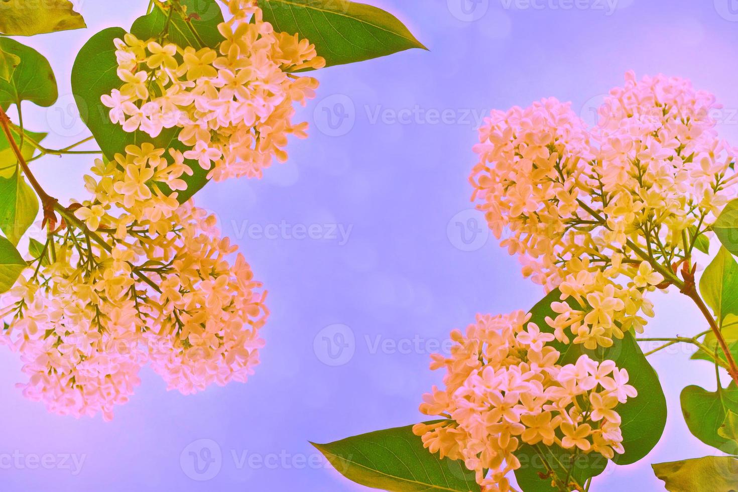Bright and colorful flowers lilac photo