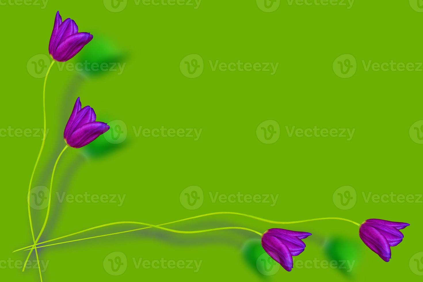 spring colorful flowers tulips. floral collection. photo