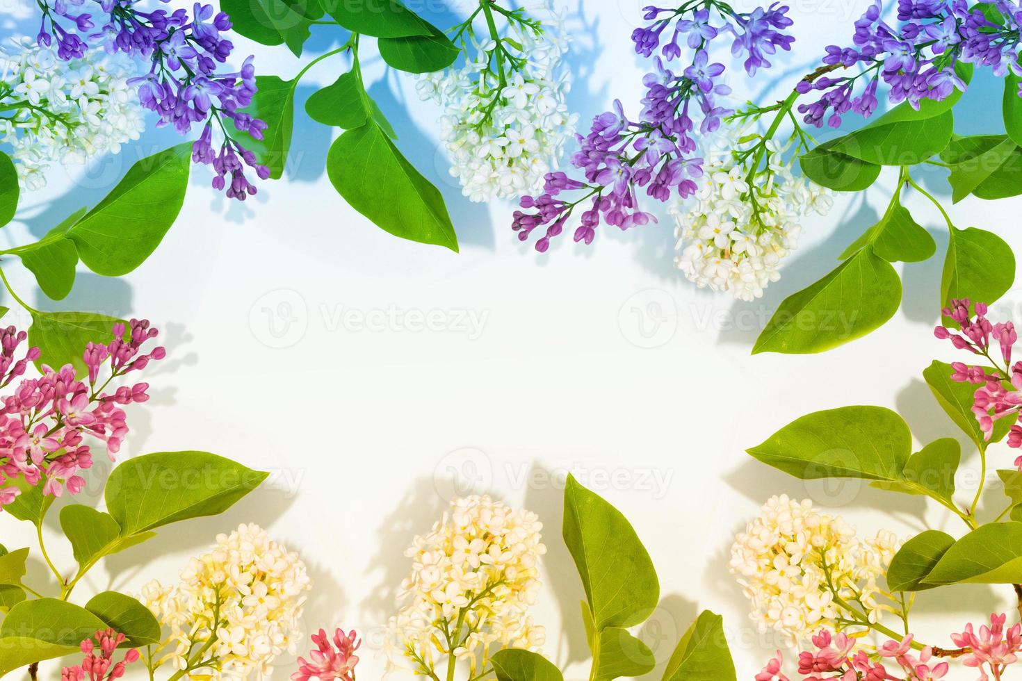 Bright and colorful flowers lilac photo