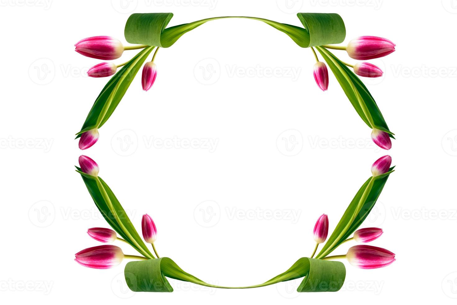 spring colorful flowers tulips. floral collection. photo