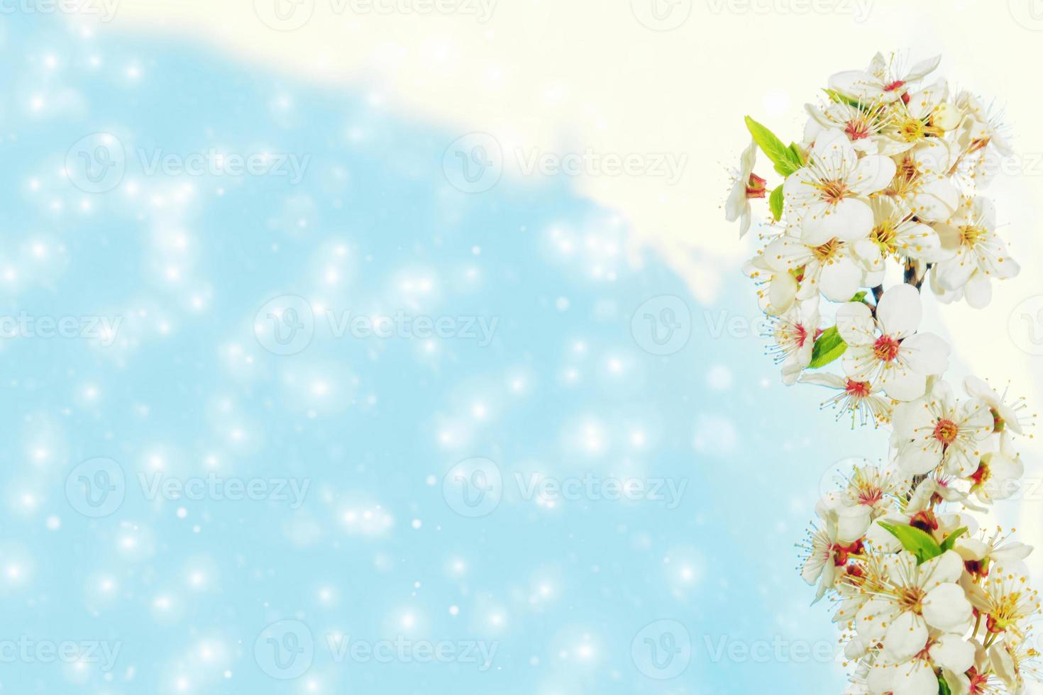 Blossoming branch cherry. nature photo