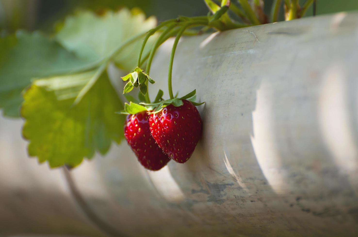 Fresh colorful red ripe strawberry with green leaves growing in bamboo tray - fresh clean fruit background concept photo
