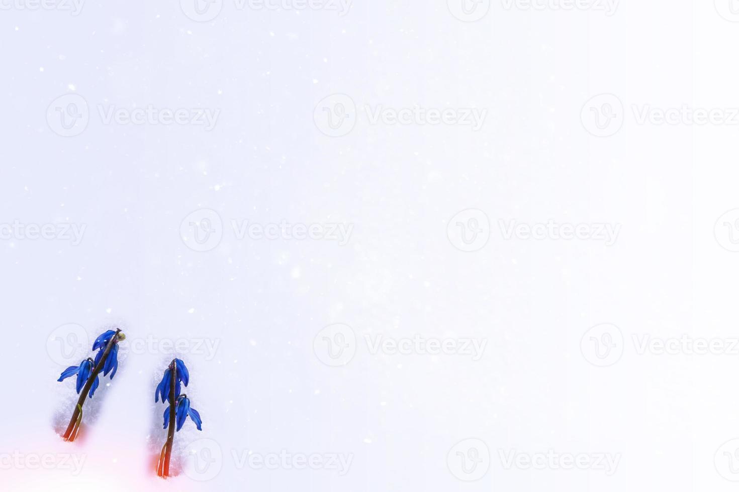 snowdrop flower growing in snow in early spring forest photo