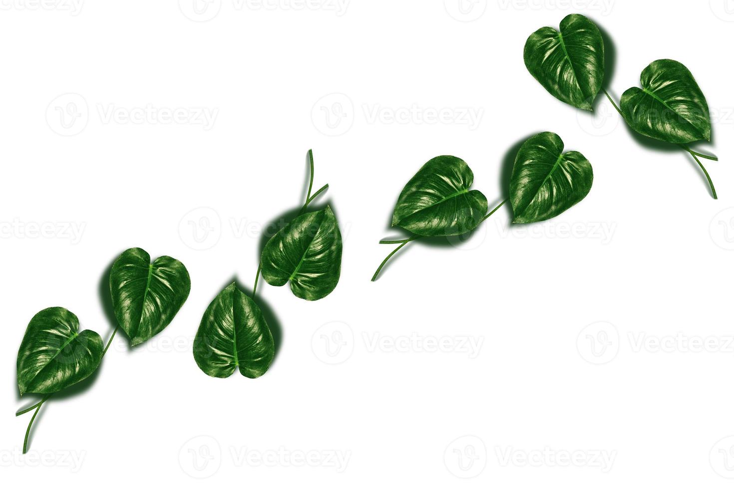 Floral background of green leaves of monsters and ferns photo