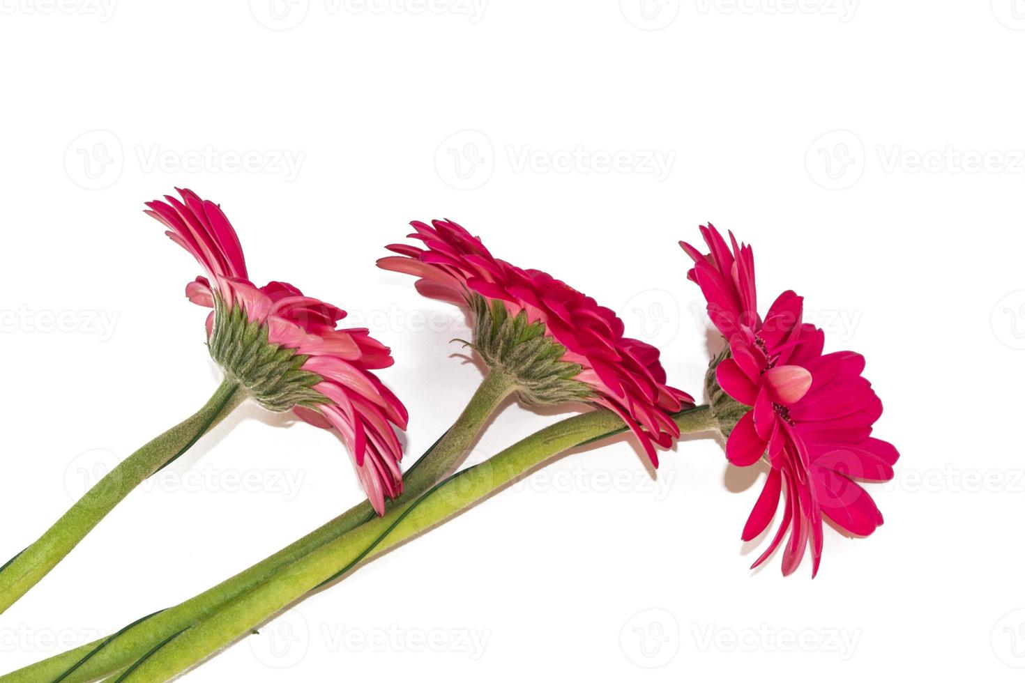 Colorful autumn flowers of gerbera photo
