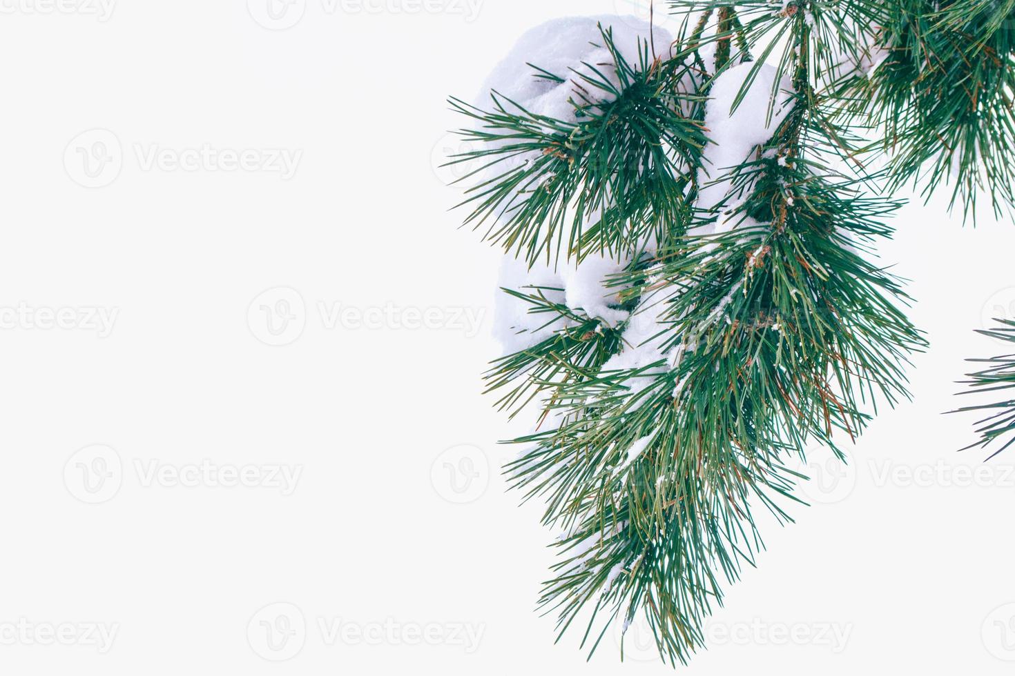 Frozen winter forest with snow covered trees. photo