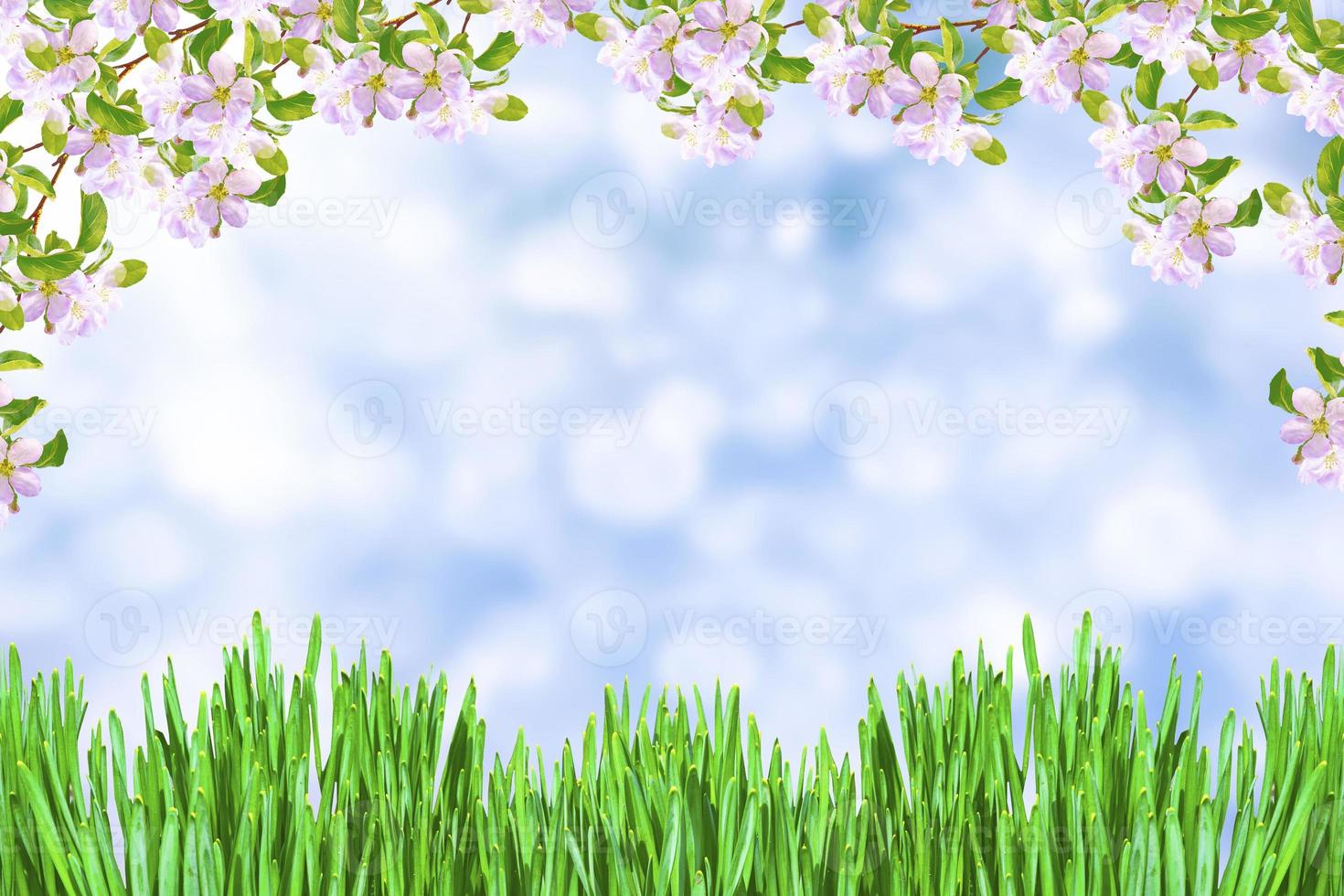 Blossoming branch apple. photo