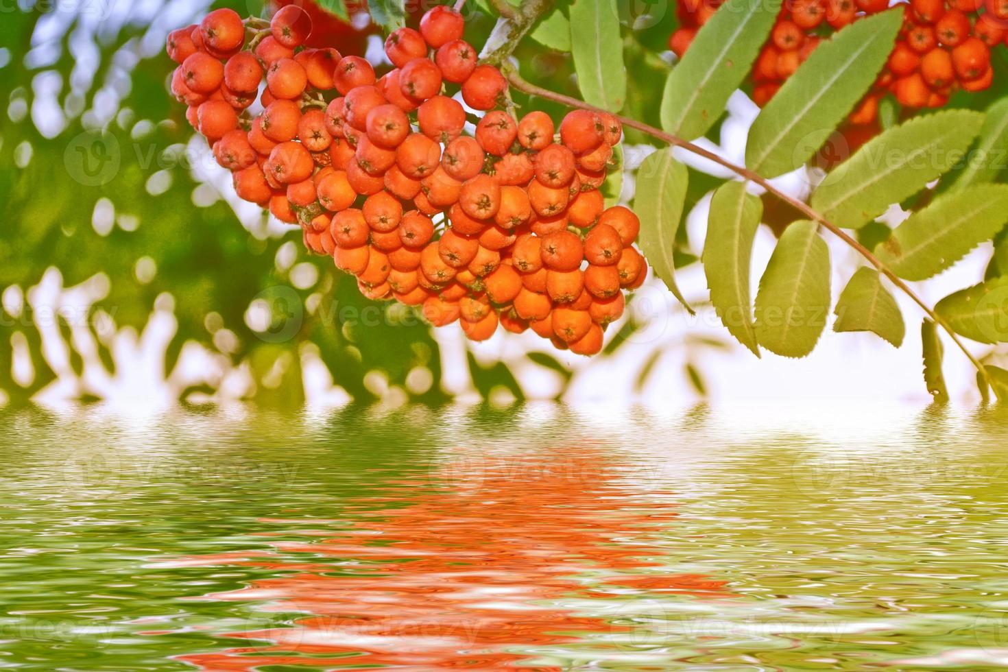 rowan reflected in the water photo