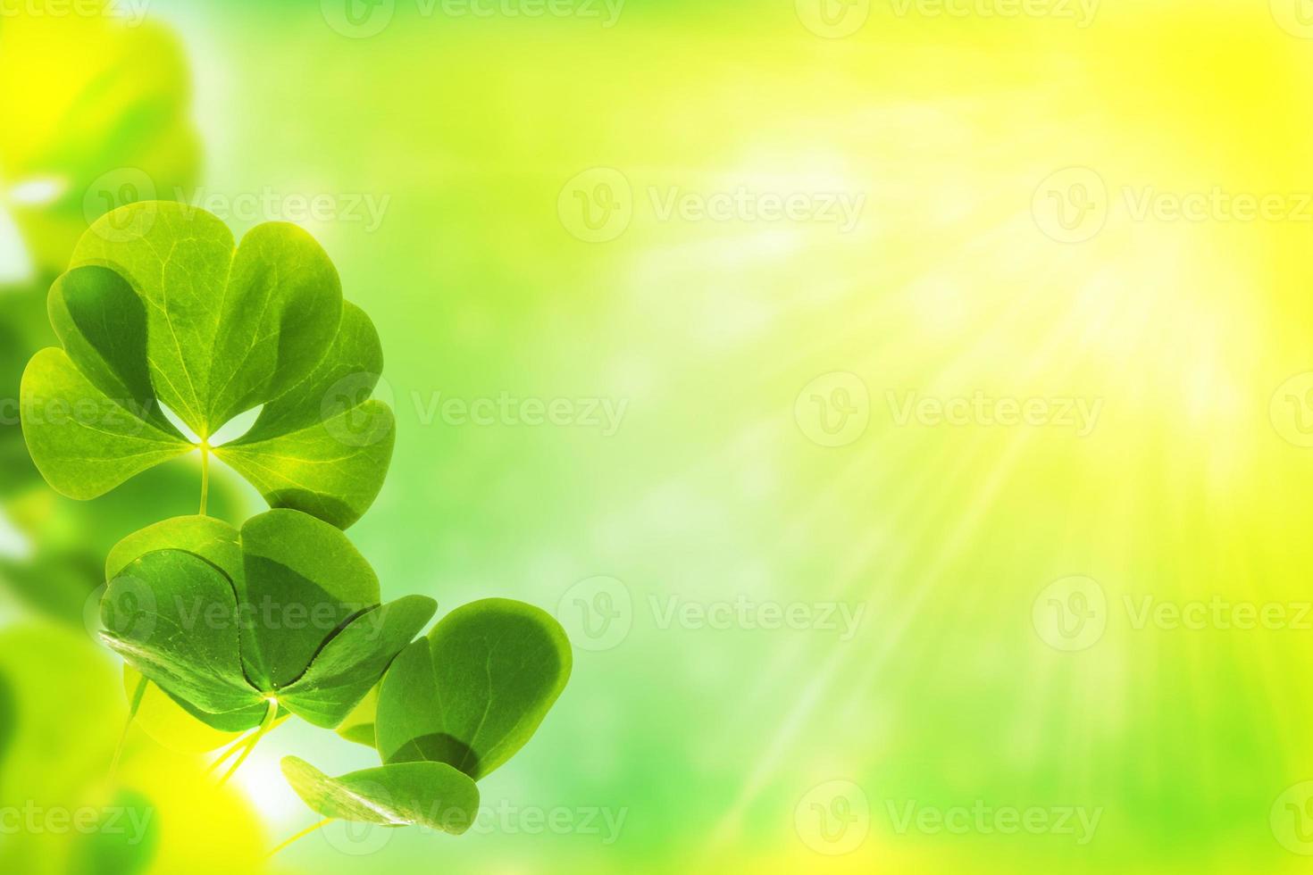 green clover leaves. natural background. photo