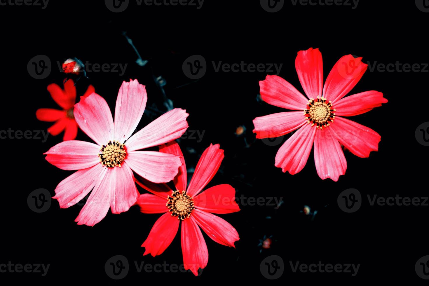 Bright colorful cosmos flowers photo