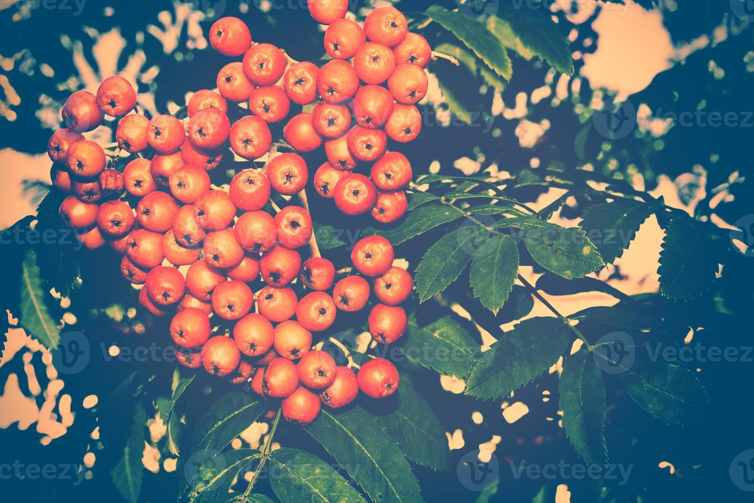 Rowan berries, Sorbus aucuparia, tree mountain ash. photo
