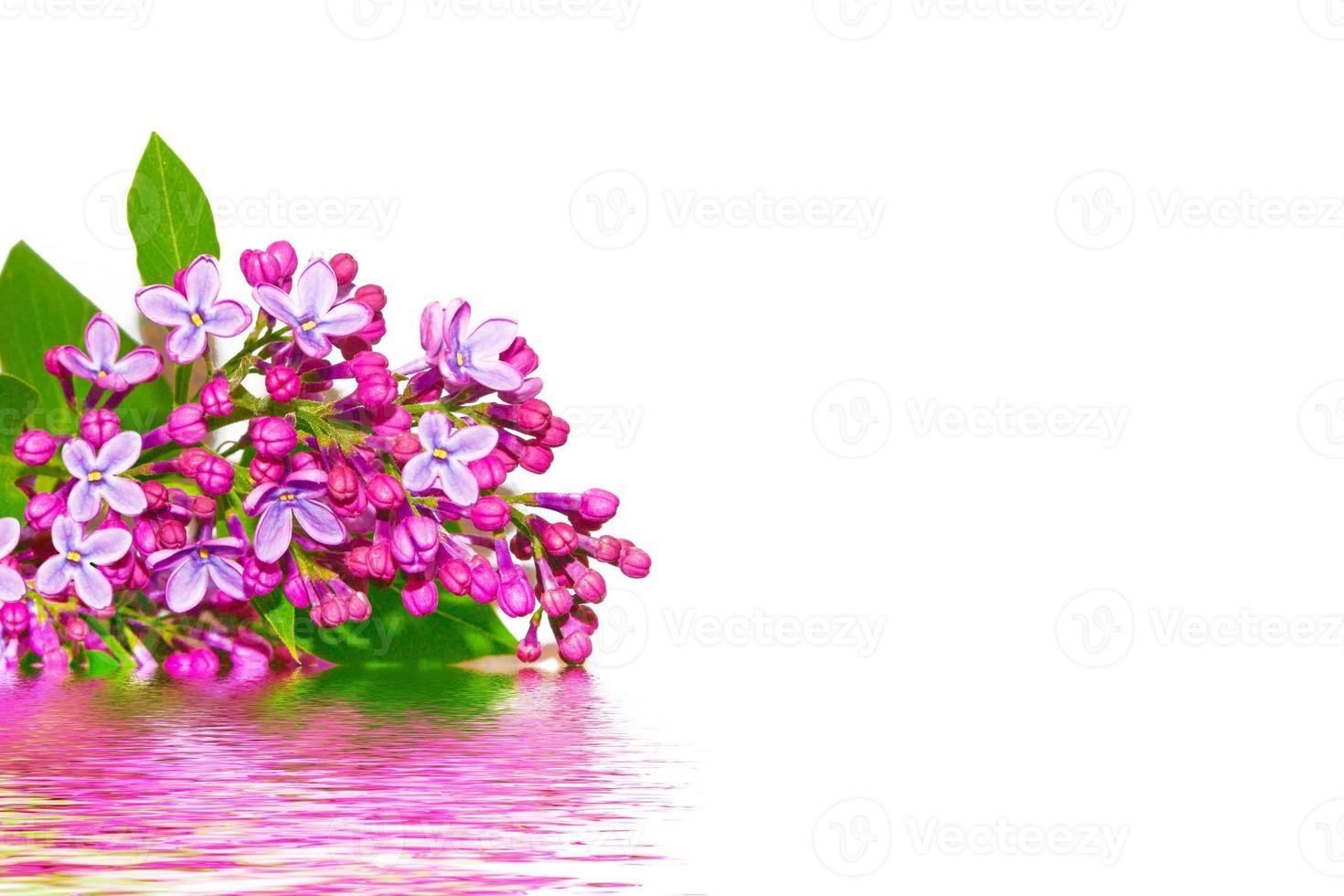 spring flowers lilac. nature. lilac flower photo