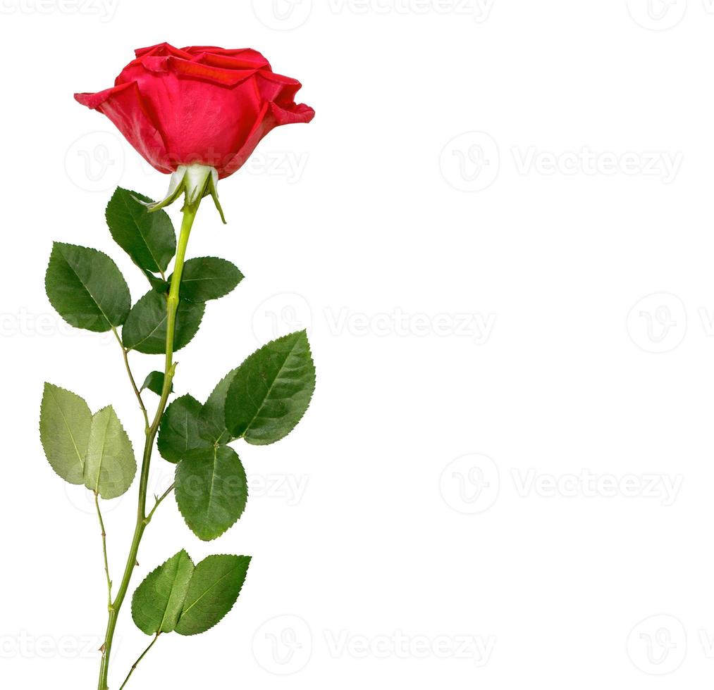 Flower bud roses on a white background photo