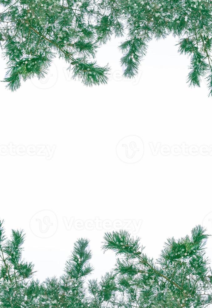 Frozen winter forest with snow covered trees. photo