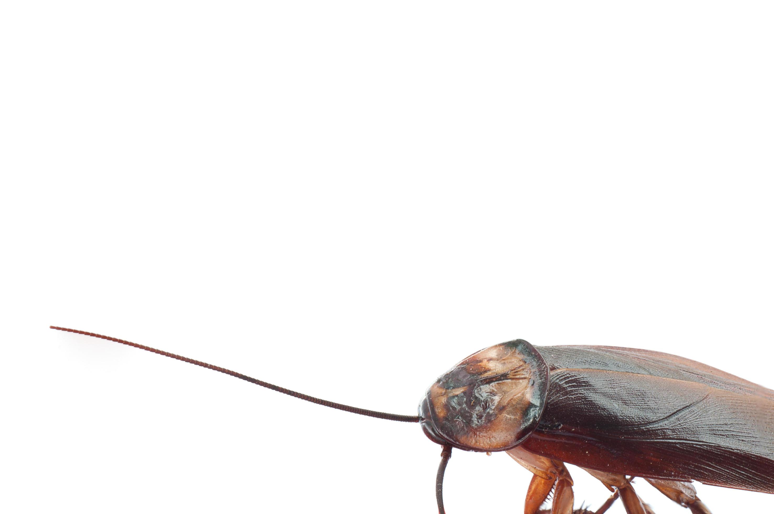 Closeup a dead cockroach showing its antenna isolated over white