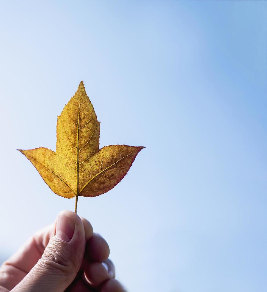 Lady holding colorful yellow maple leaf with clear bright blue sky background - people relax with nature concept photo