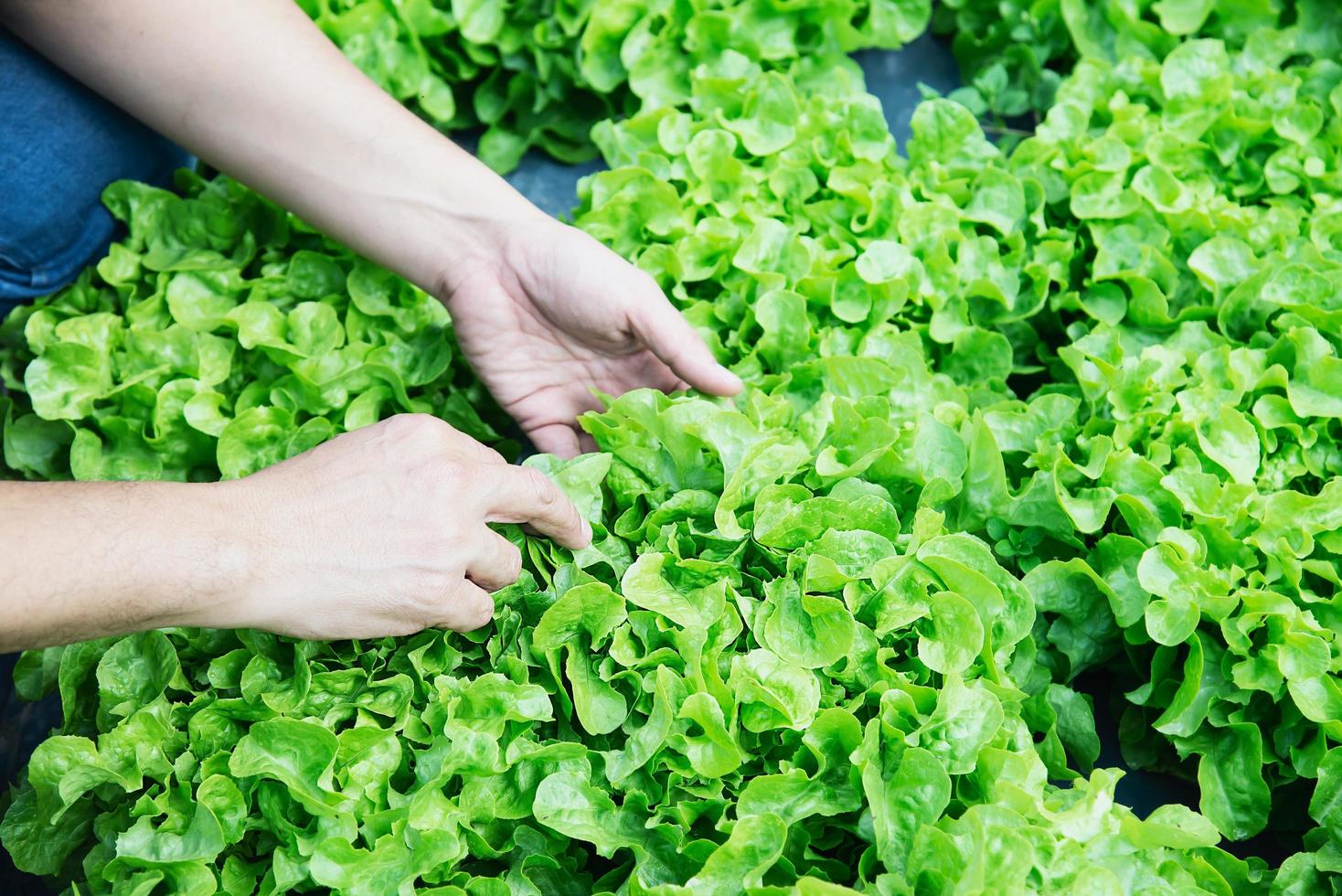 Farm man working in his organic Green Oak lettuce vegetable garden photo