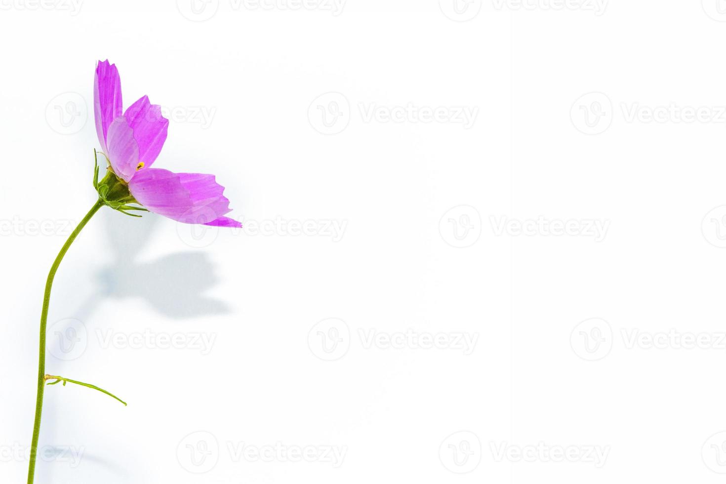 Bright colorful cosmos flowers isolated on white background. photo