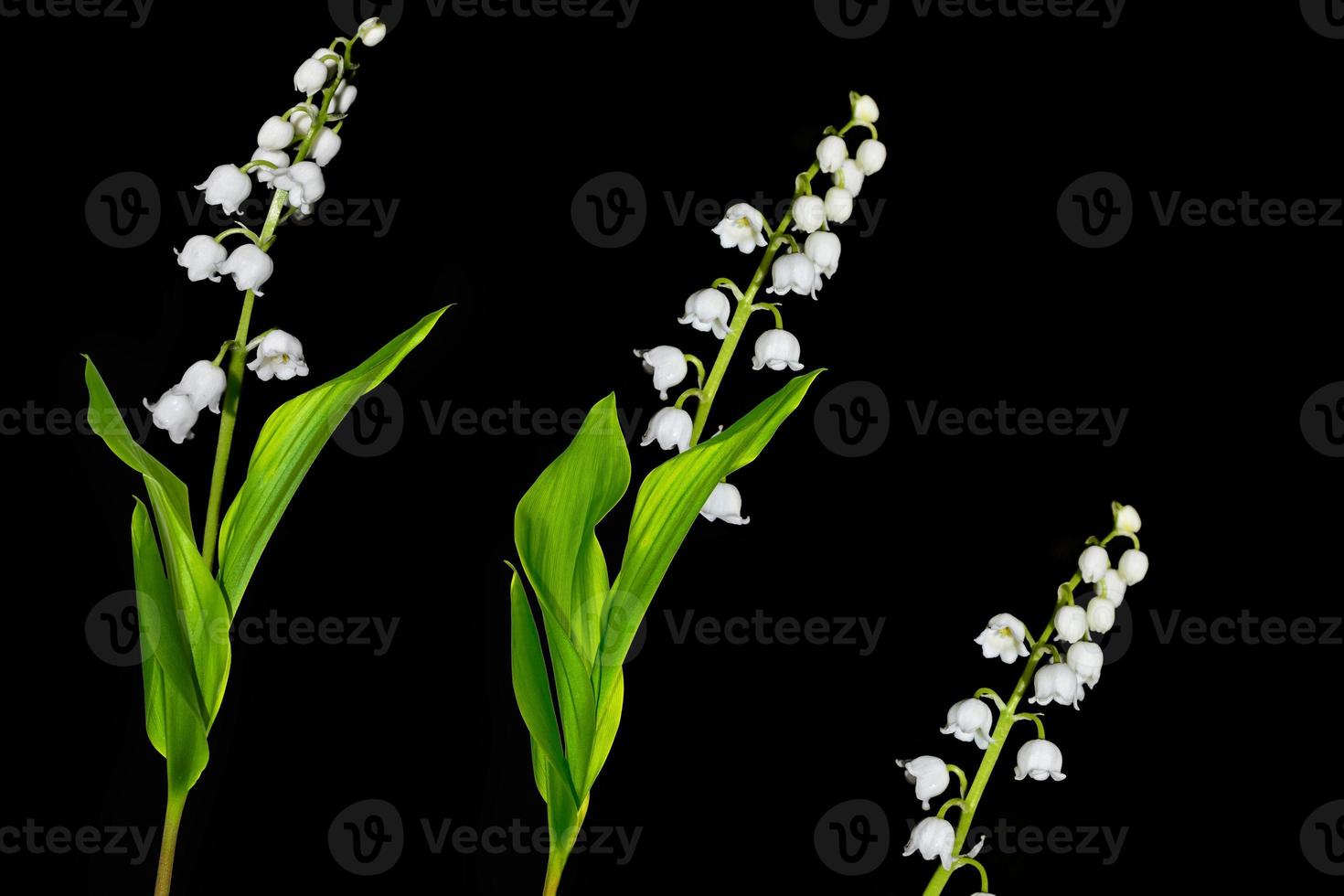 Lily of the valley flower on black background 9310422 Stock Photo at