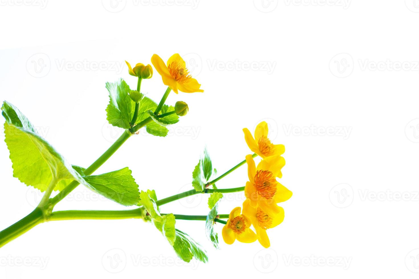 Yellow wildflowers marsh marigold isolated on white background. photo