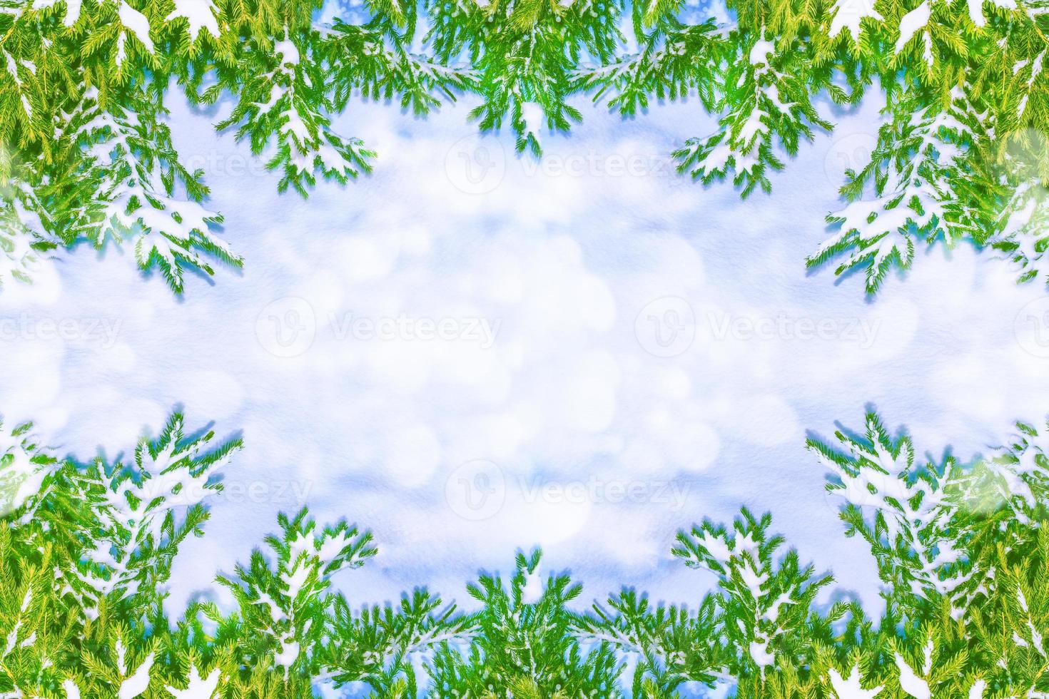 The branches of the snow covered tree Christmas tree photo