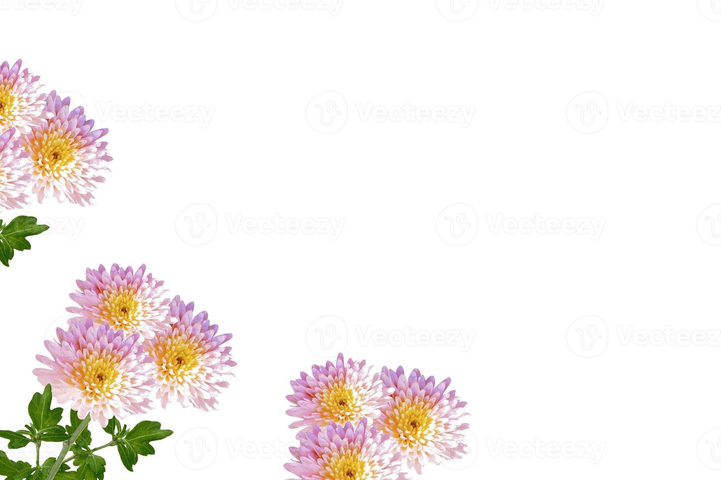 Colorful autumn flowers of chrysanthemum photo