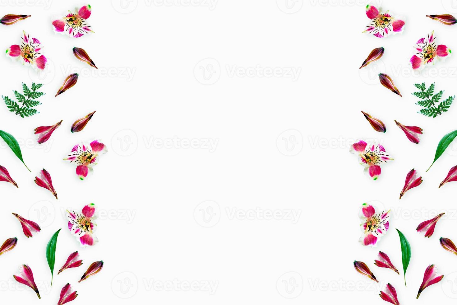 Colorful bright flowers Alstroemeria on a white background. photo