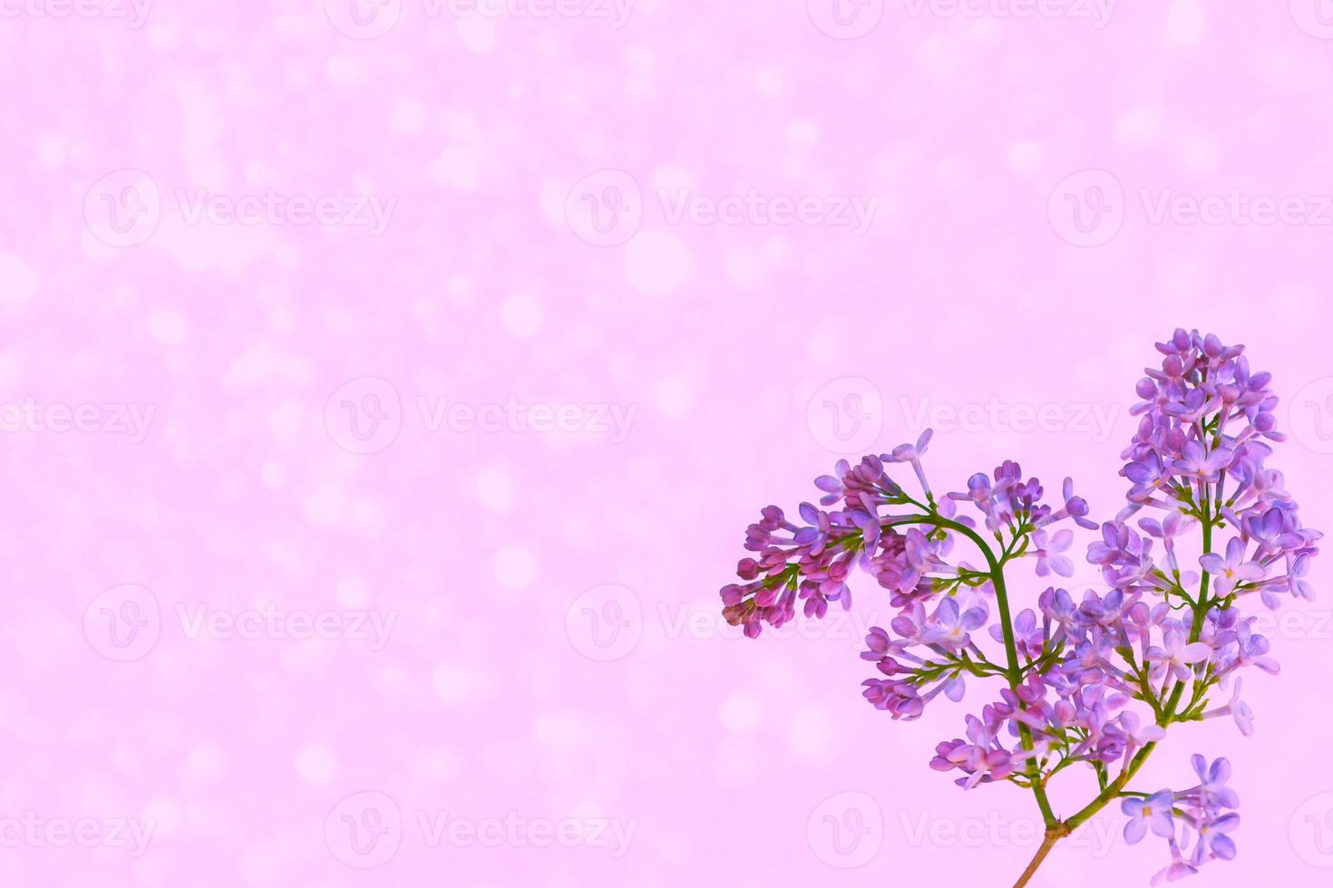 Bright and colorful flowers lilac photo