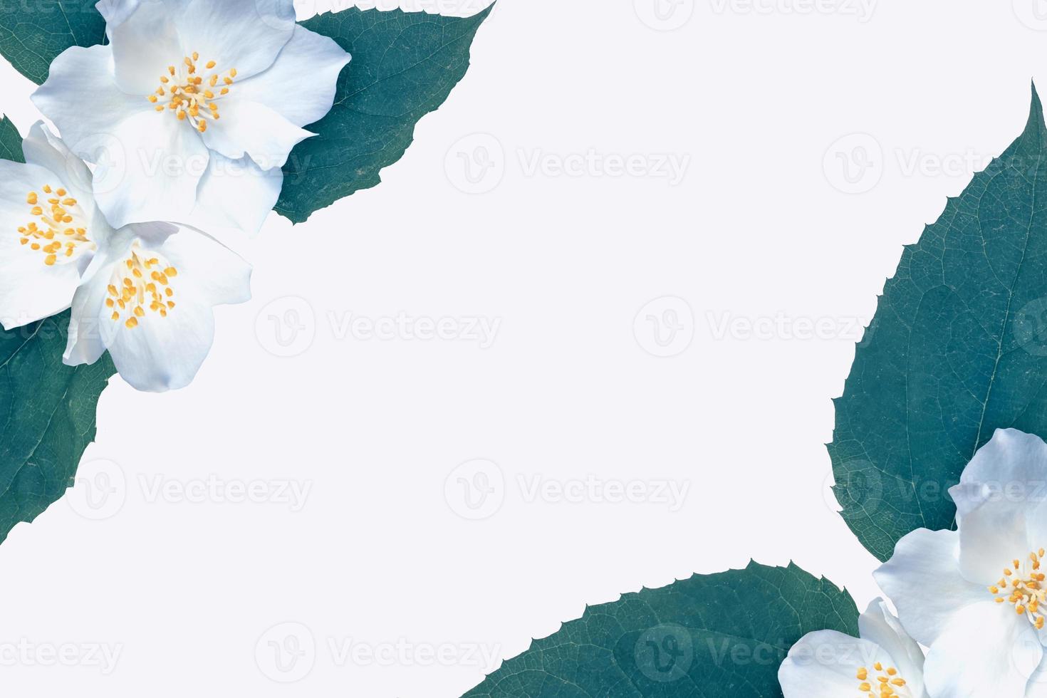 branch of jasmine flowers isolated on white background. photo