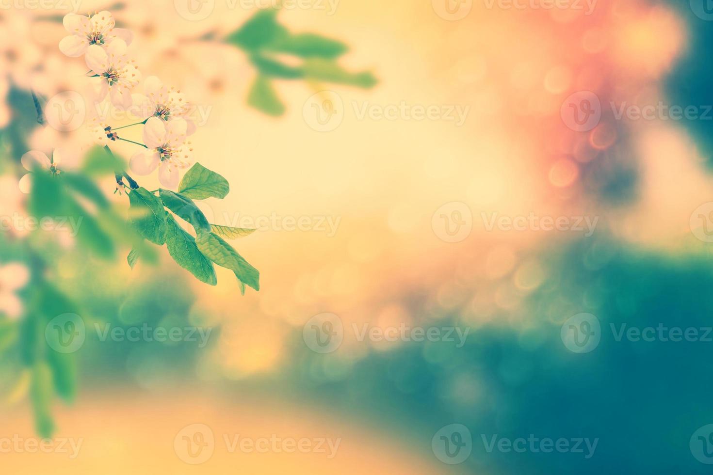 Bright colorful spring flowers photo