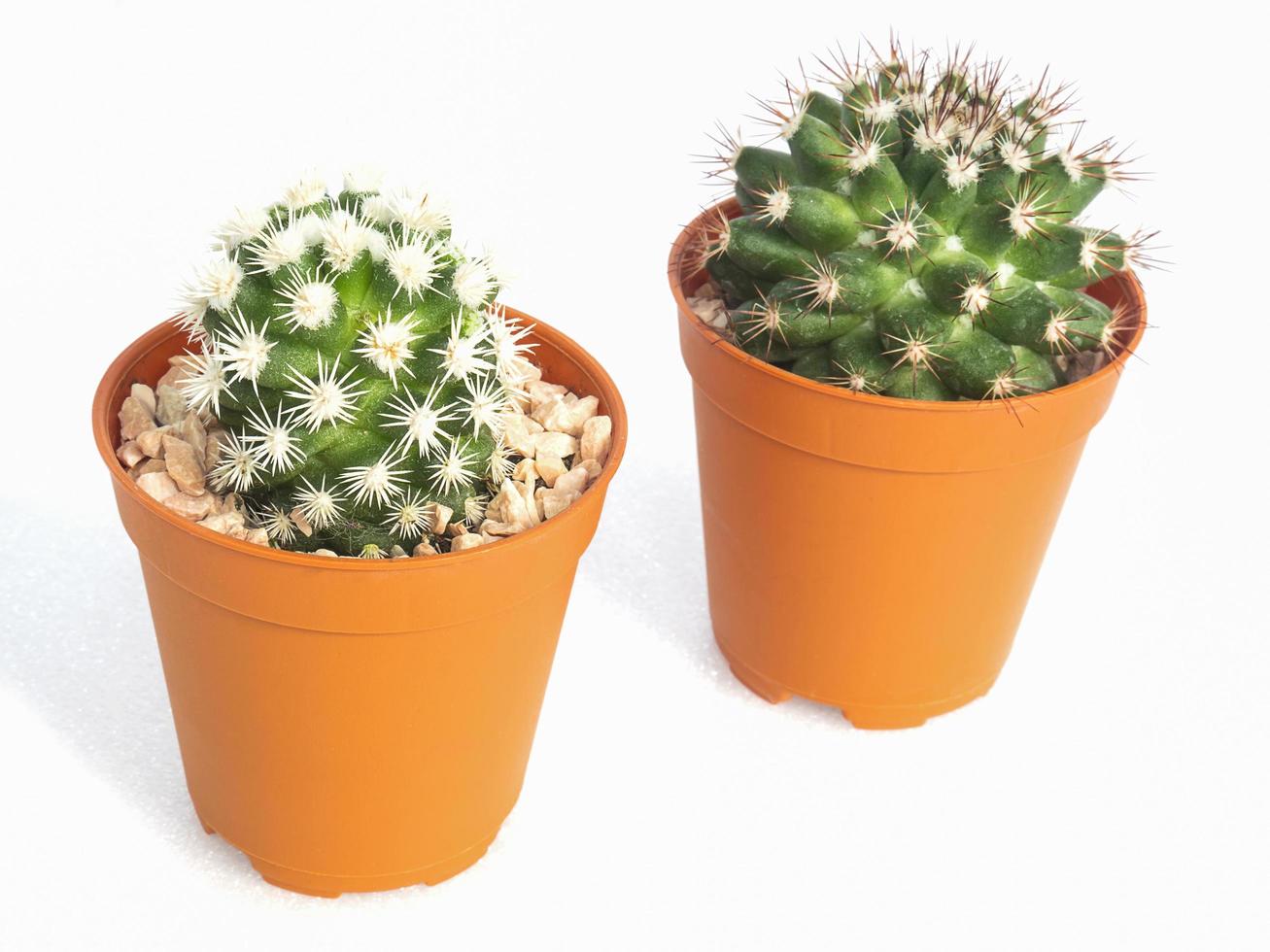 Pequeñas macetas de cactus aislado sobre blanco foto
