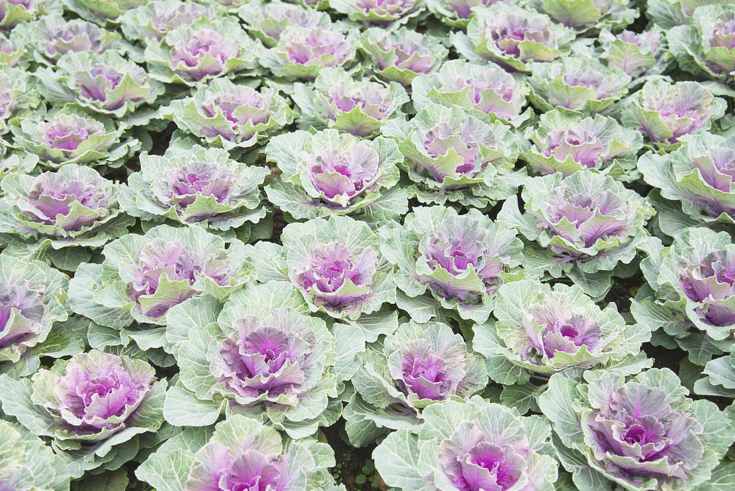 Ornamental Cabbage, Flowering Cabbage, Acephala Group Kale, or Brassica Oleracea photo