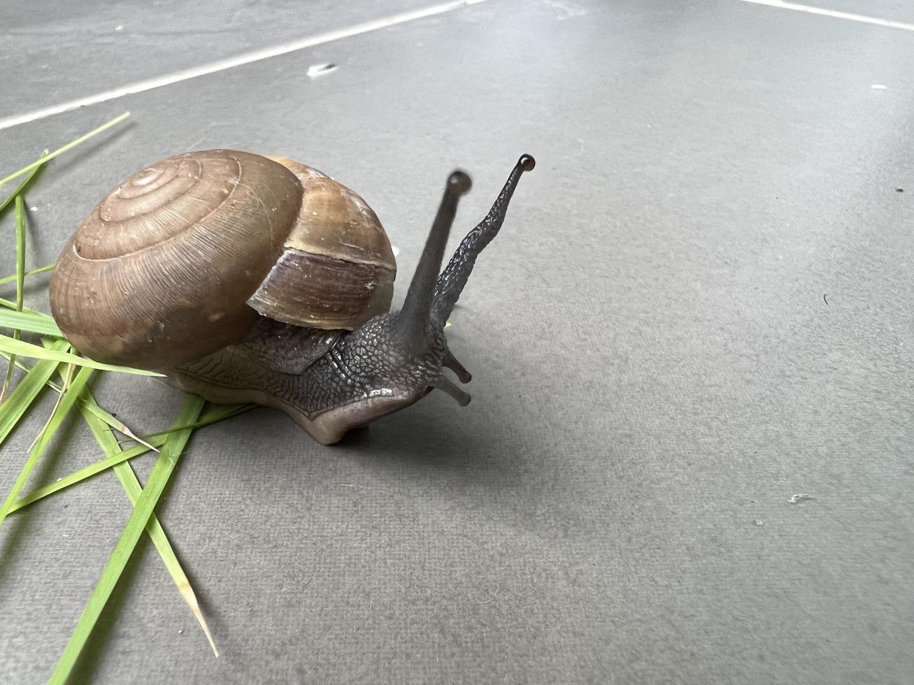 Close-up photo of snail shell, light brown snail walking, snail with long tentacles and eyes, on a gray background walking near green grass.