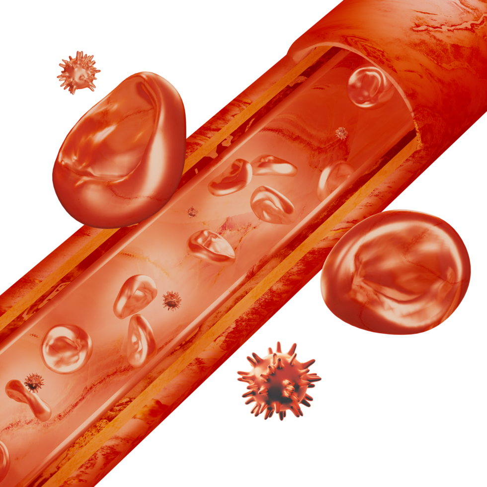 Blutgefäße rote Blutkörperchen und Krankheitserreger im Blutkreislauf 3D-Darstellung png