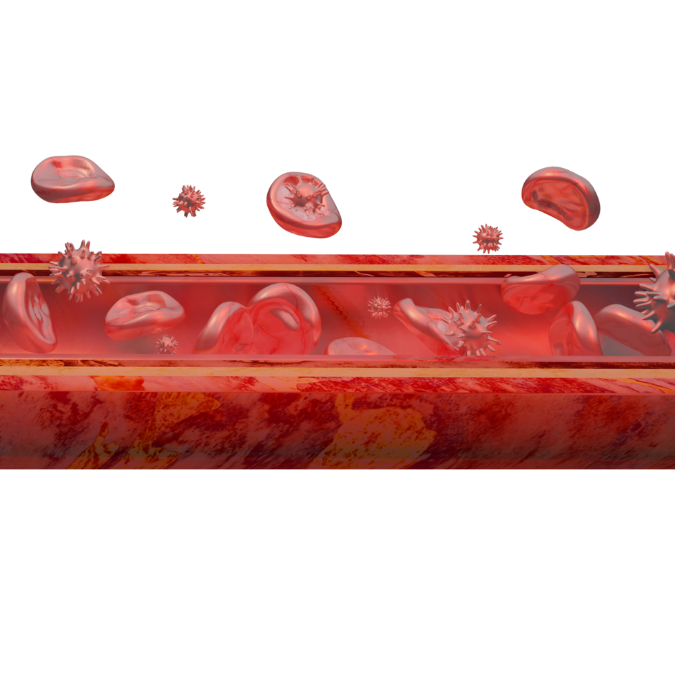 vasos sanguíneos glóbulos rojos y patógenos en el torrente sanguíneo ilustración 3d png